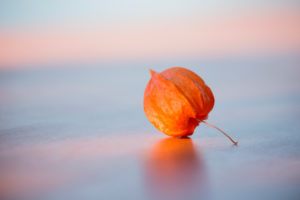 Physalis alkekengi, Chinese Lantern, close-up of a dried lantern-like red orange husk Physalis alkekengi, Chinese Lantern, close-up of a dried lantern-like red orange husk
